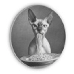 Sphynx - Kat - Dieren - Humor - Spaghetti - Zwart Wit Akoestische PET Vilt - Rond klein -3d