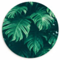 Monstera - Bladeren - Planten - Jungle - Natuur Wandcirkel kunststof plaat 5mm dik klein -3d