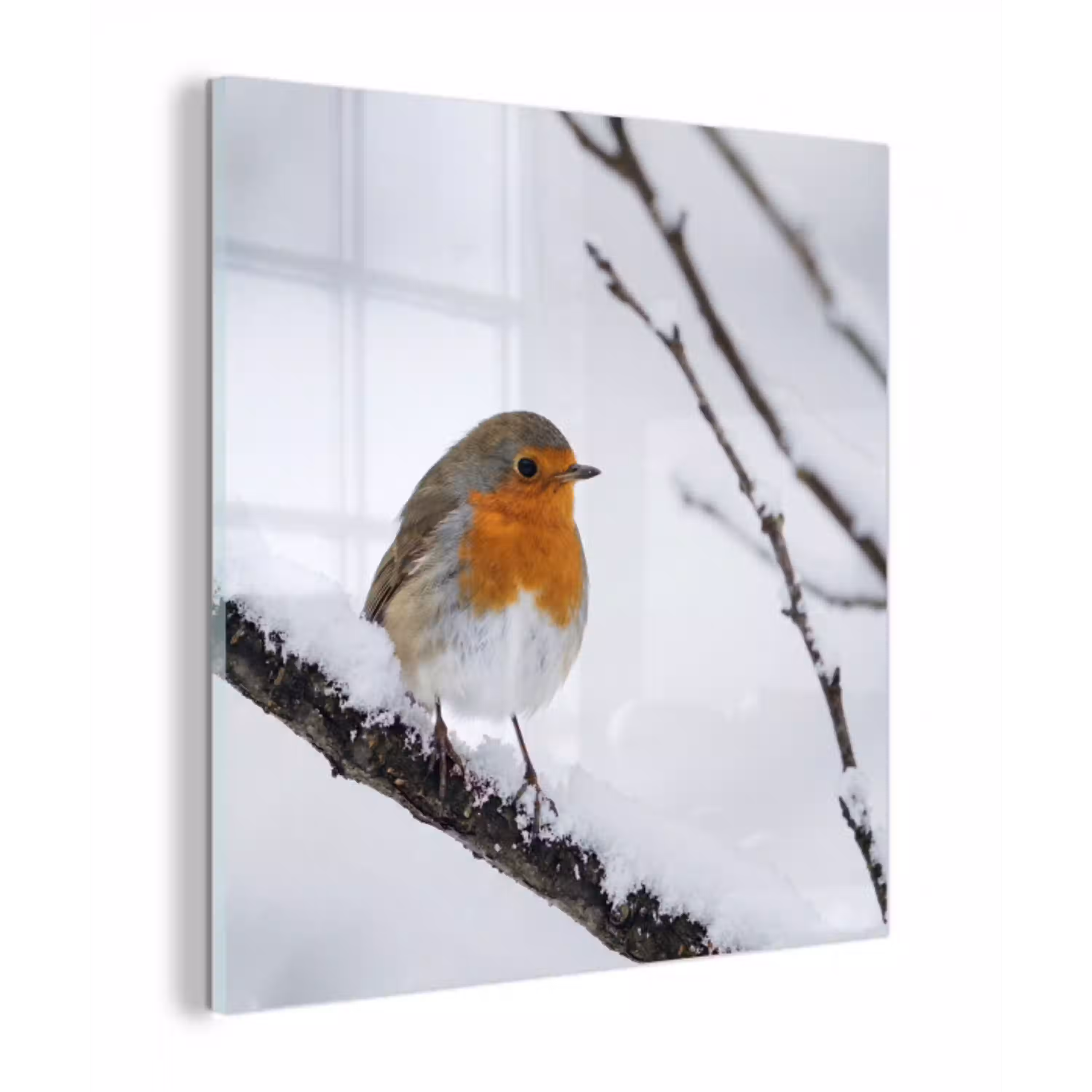 Roodborstje - Tak - Sneeuw - Winter - Levendig plexiglas 5mm klein -z3d