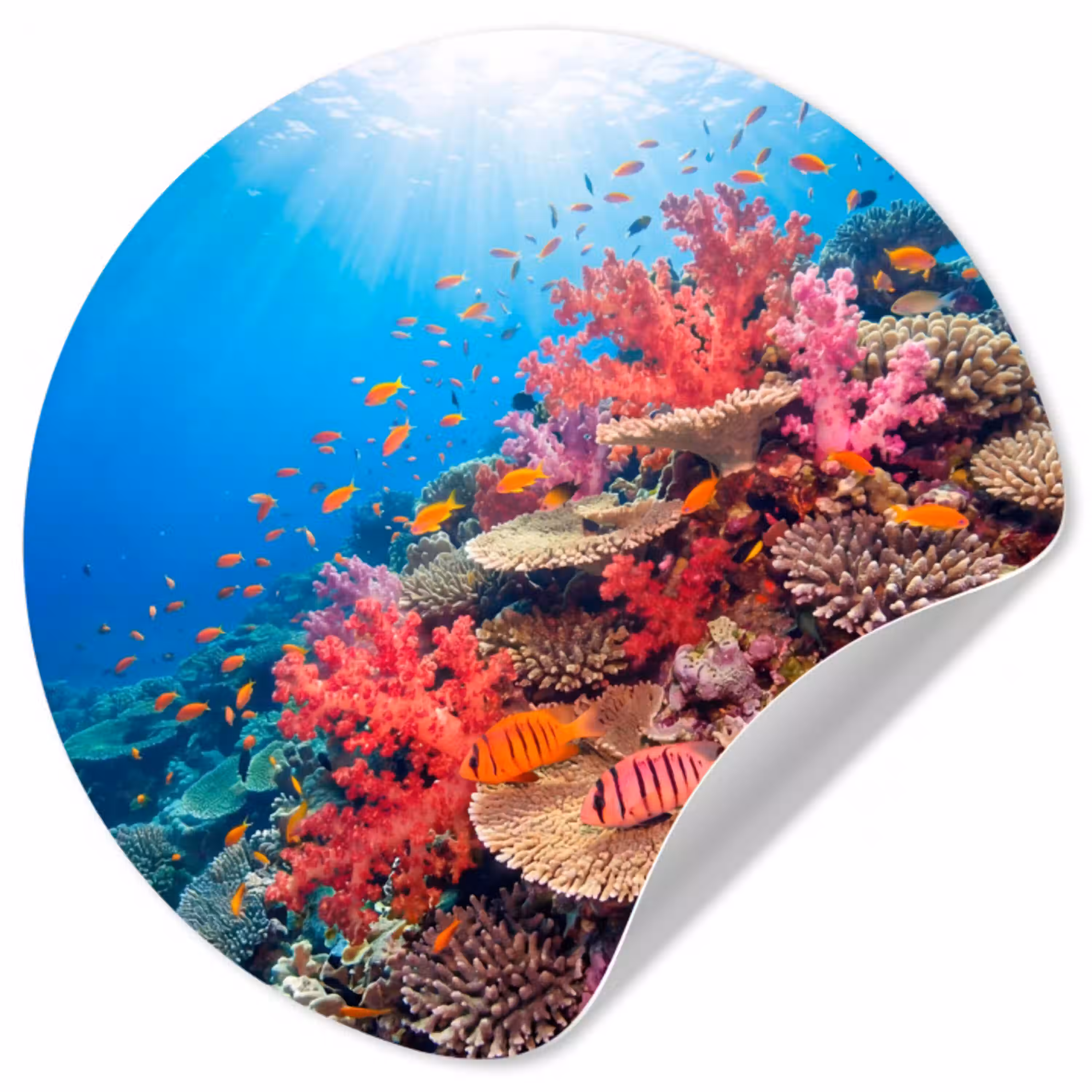 Koraalrif - Vissen - Onderwater - Tropisch - Rood Wandcirkel behangsticker klein -3d