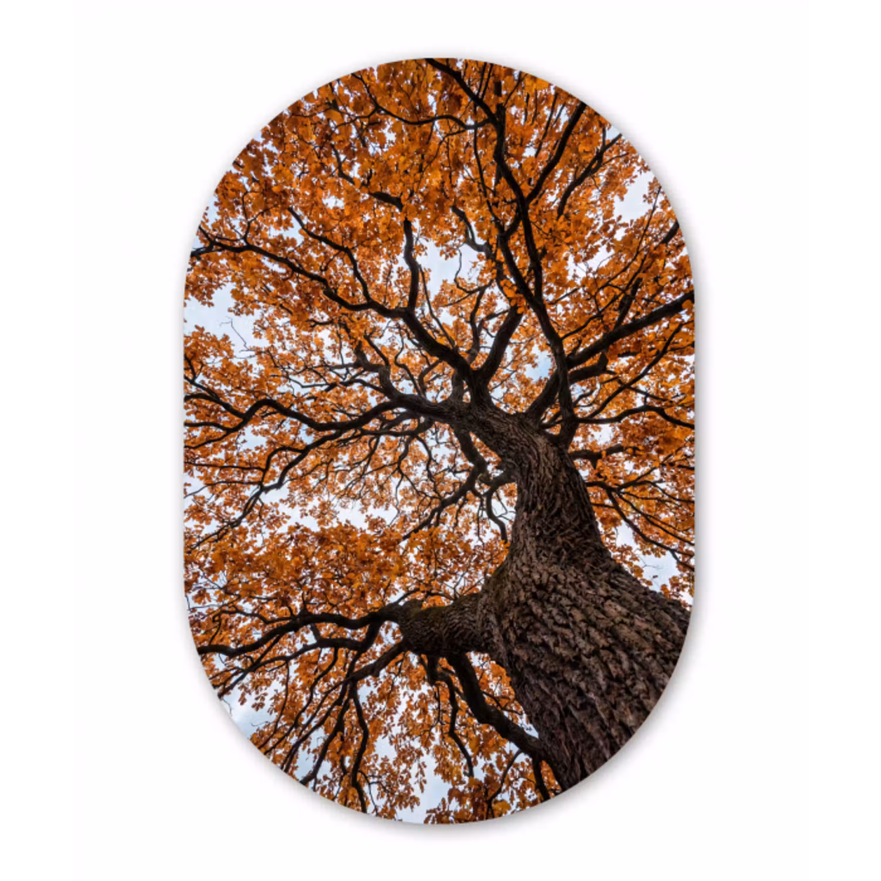 Boom - Bladerdak - Herfst - Oranje - Sfeervol Wandcirkel Ovaal Aluminium middel -3d