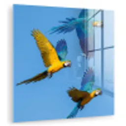 Papagaai - Vliegen - Blauw - Geel plexiglas 5mm klein -zzzproduct_nieuw