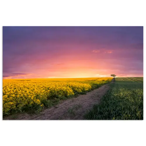 Bloemen - Weg - Lucht - Geel - Paars - Zonsondergang - Natuur poster papier klein -3d