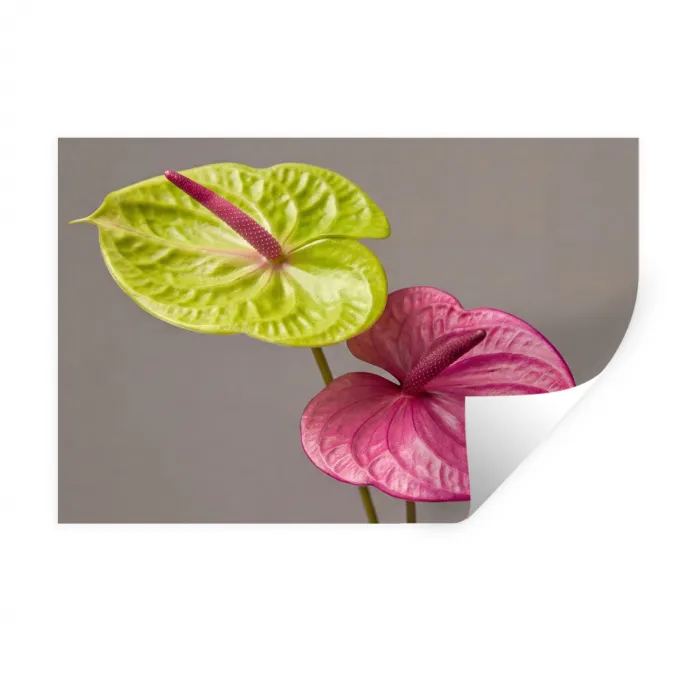 Planten - Anthurium - Groen - Roze Muursticker klein -3d