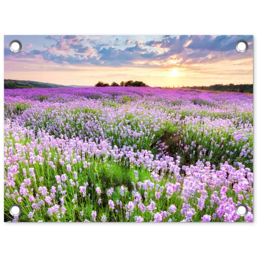 Lavendel - Bloemen - Zonsondergang - Paars - Weide tuinposter los doek klein -3d