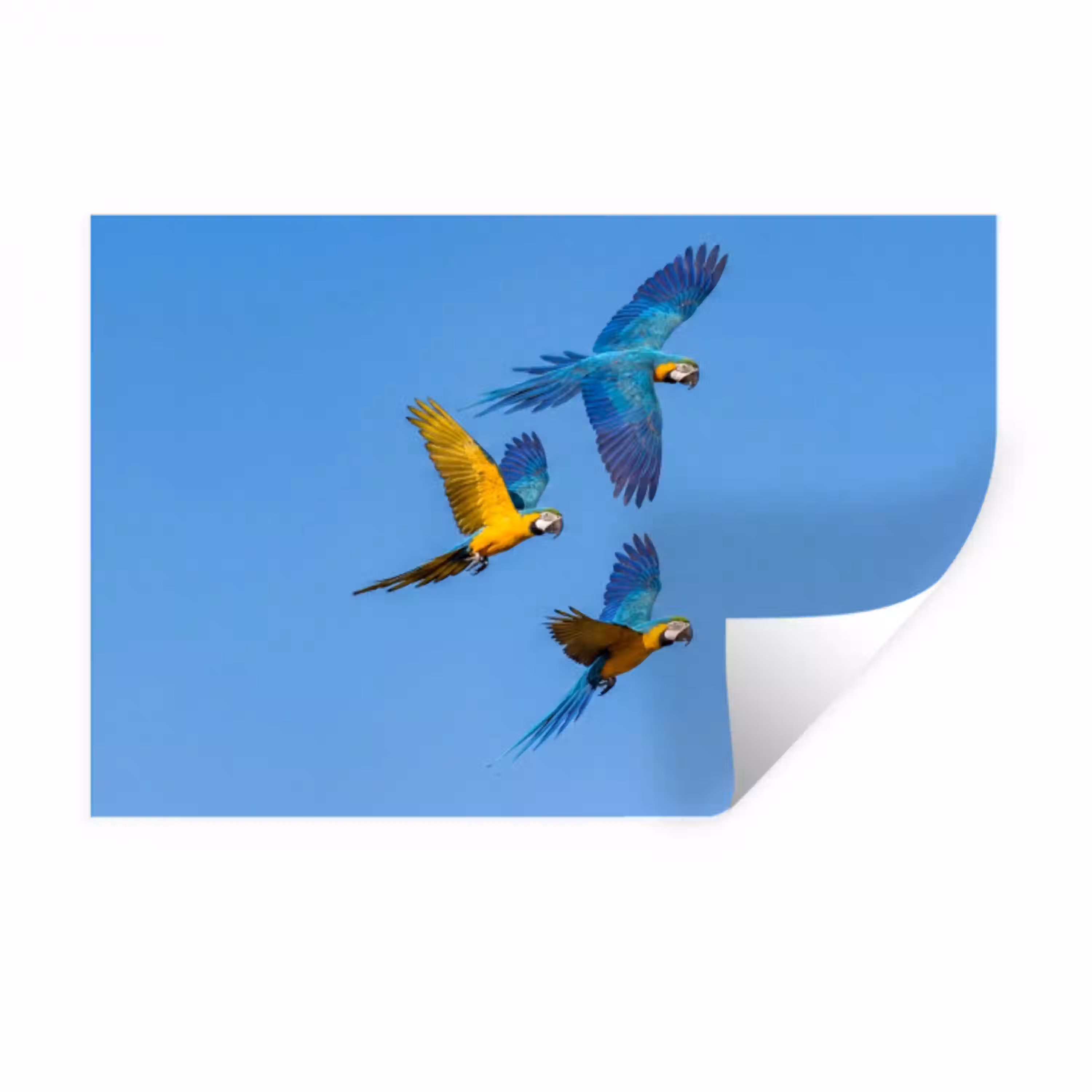 Papagaai - Vliegen - Blauw - Geel Muursticker klein -3d