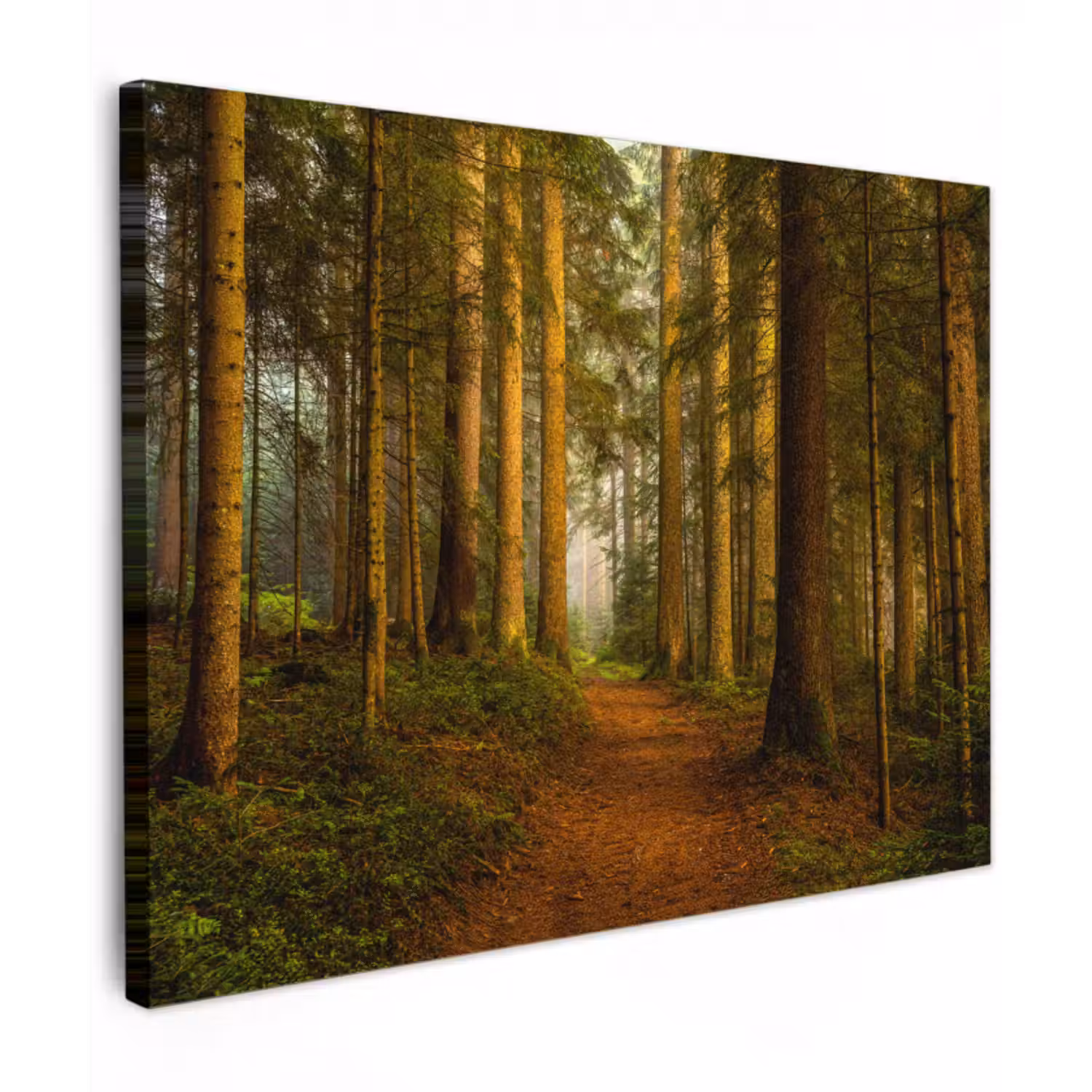 Leinwandbild - Wald - Natur - Bäume - Landschaft - Laub