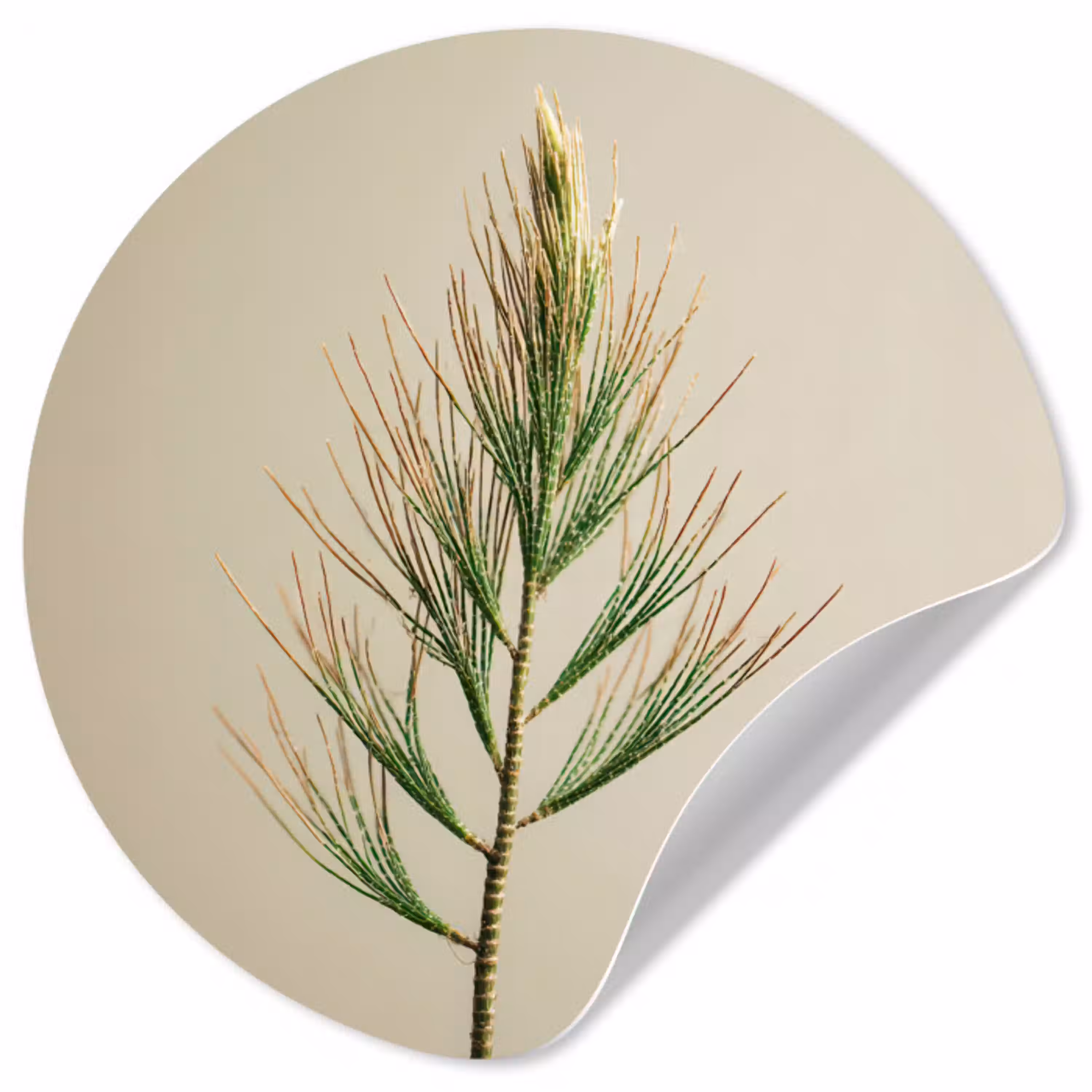 Dennentak - Naaldvormige bladeren - Lichtgroen Wandcirkel behangsticker klein -3d