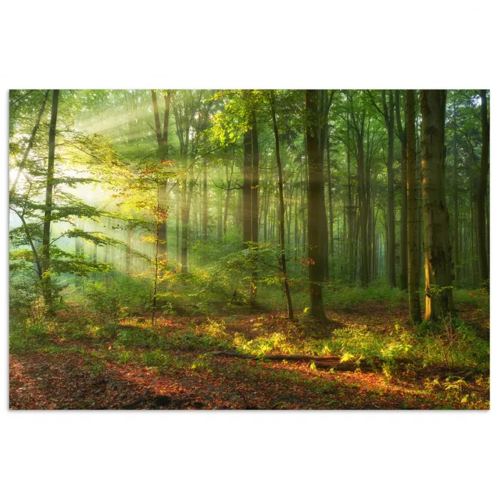 Zon - Bos - Bomen - Natuur - Herfst poster papier klein -3d