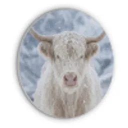 Schotse Hooglander - Sneeuw - Bergen - Winter Akoestische PET Vilt - Rond klein -3d