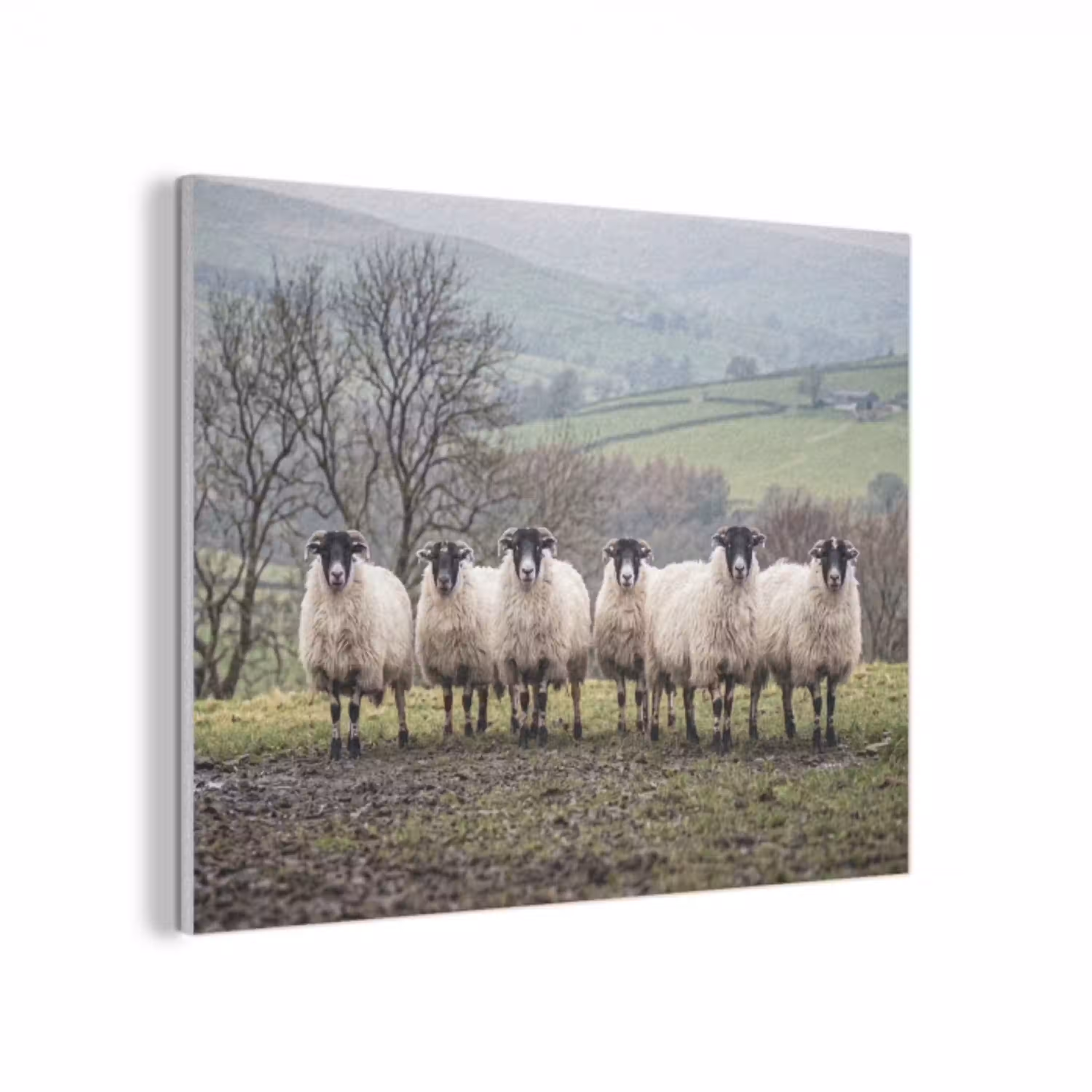 Schapen - Rij - Weide - Dieren - Platteland PET vilt klein -3d