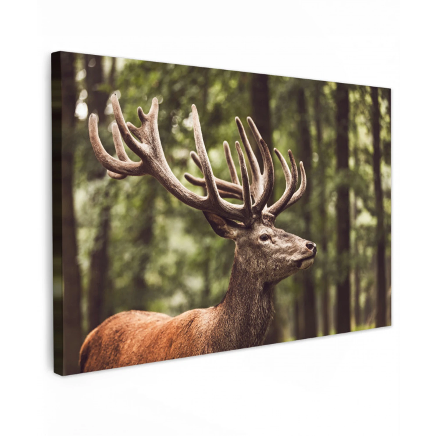 Hert - Natuur - Gewei - Bos - Dieren canvas 2cm klein -z3d