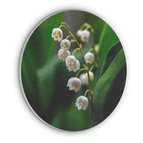 Bloemen - Wit - Bladeren - Lelietjes Akoestische PET Vilt - Rond klein -3d