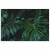 Monstera - Bladeren - Tropisch - Jungle poster papier klein -3d