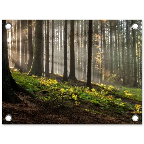Zon - Takken - Bomen - Bos - Natuur tuinposter los doek klein -3d