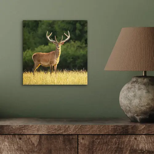Hert - Gewei - Gras - Natuur - Dieren - Groen aluminium wit klein -sfeer2