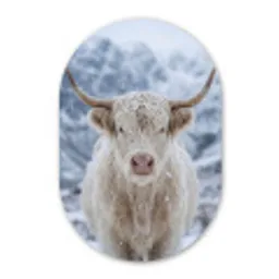 Schotse Hooglander - Sneeuw - Bergen - Winter Wandcirkel Ovaal Forex klein -3d