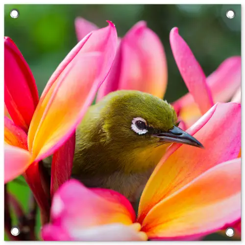 Tropische vogel tussen roze bloem tuinposter los doek klein -3d