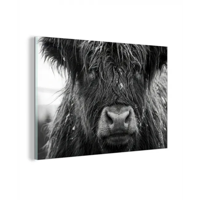 Glas schilderij - Schotse hooglander - Zwart - Wit - Sneeuwvlokken
