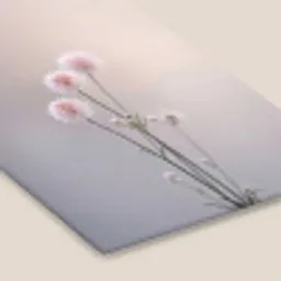 Bloemen - Bollen - Roze fotolijst zwart zonder passe partout klein -zsfeer6