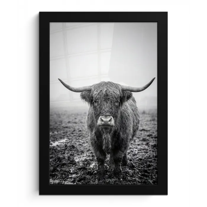 Schotse hooglander - Zwart - Wit - Gras fotolijst zwart zonder passe partout klein -3d