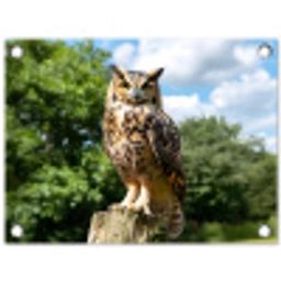 Uil - Boomstronk - Bos - Lucht tuinposter los doek klein -3d