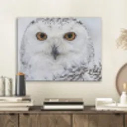 Sneeuwuil - Oog - Wildlife - Wit PET vilt klein -sfeer1