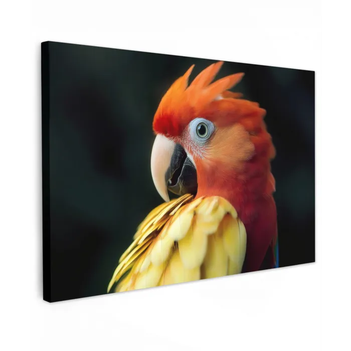 Close-up - Papegaai - Veren - Oranje Tuinposter op houten frame 2 cm dik klein -3d