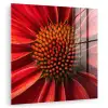 Close up - Bloem- Rood plexiglas 5mm klein -zzzproduct_nieuw