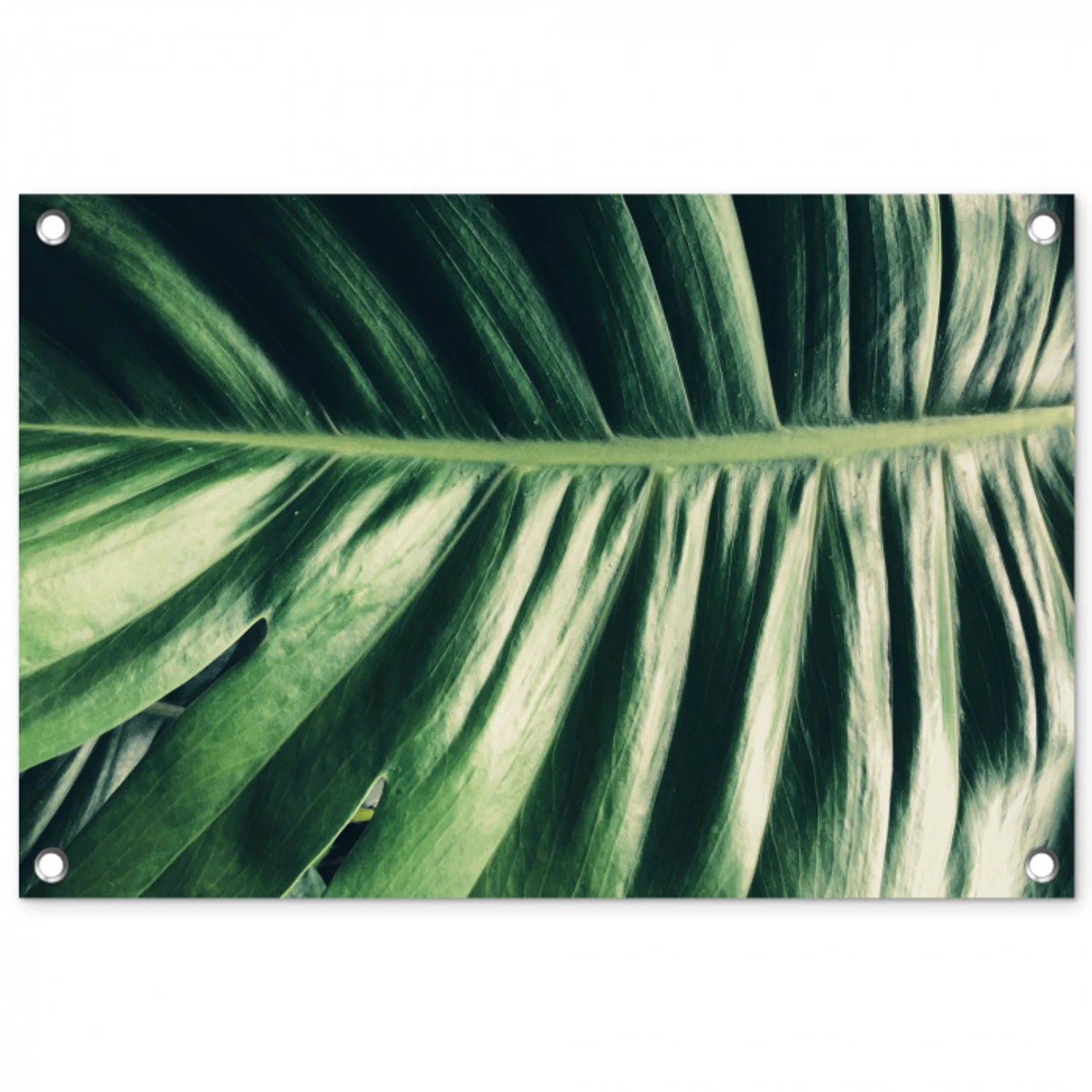 Palmblad - Tropisch - Natuur - Jungle tuinposter los doek klein -3d