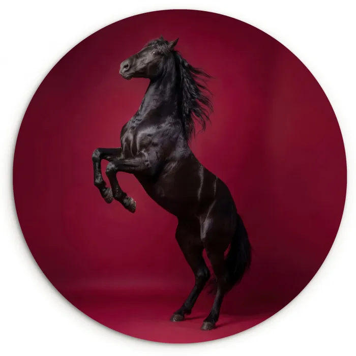 Hengst - Steigert - Rood Wandcirkel kunststof plaat 5mm dik klein -3d