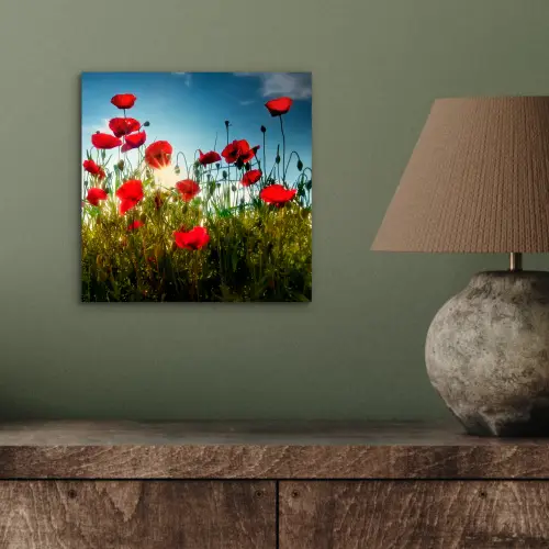 Klaprozen - Toscane - Zon - Rood - Blauw aluminium wit klein -sfeer2