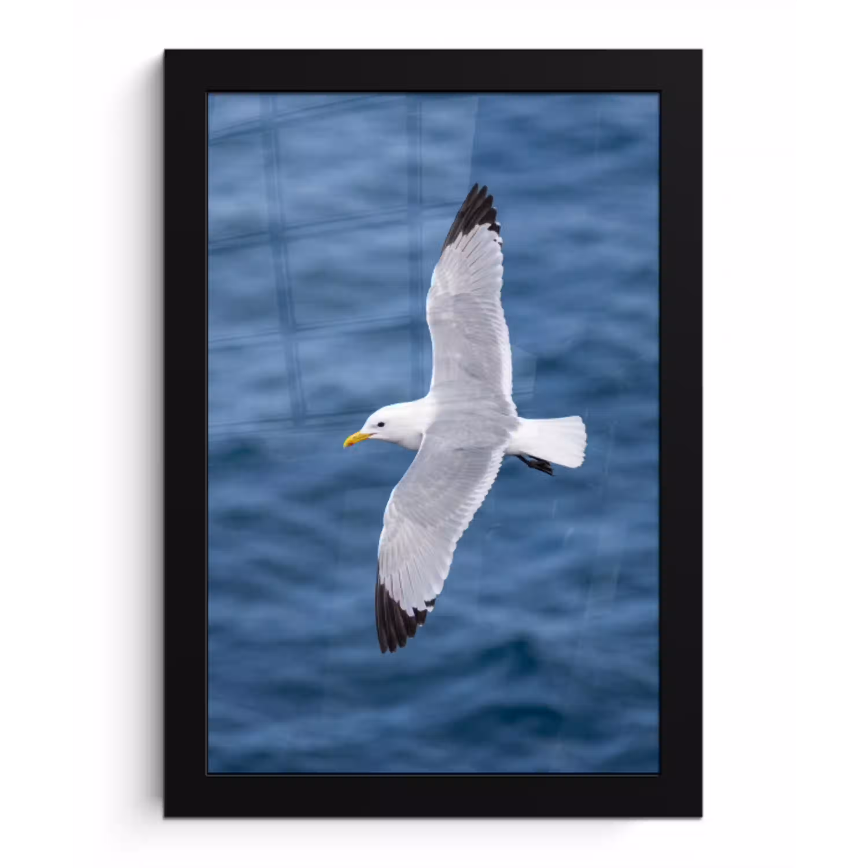 Zeemeeuw - Oceaan - Blauw fotolijst zwart zonder passe partout klein -3d