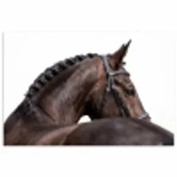 Portret - Paard - Elegant poster papier klein -3d