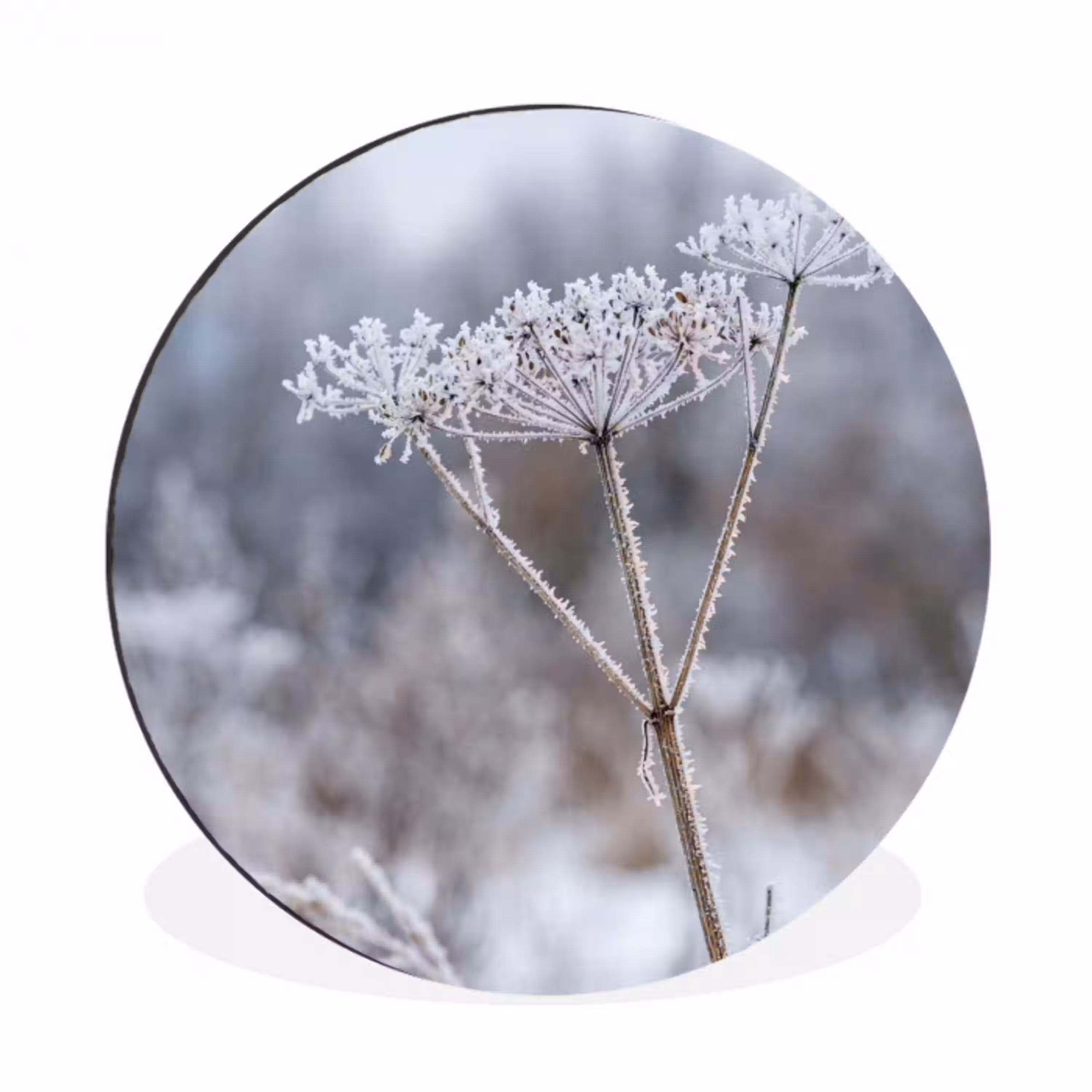 Schermbloem - Rijp - Kristallen - Winter - Delicaat Wandcirkel aluminium klein -3d