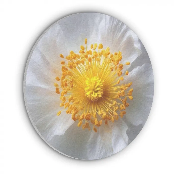 Wit - Bloem - Elegant Akoestische PET Vilt - Rond klein -3d