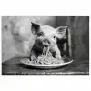 Varken - Schattig - Spaghetti - Zwart wit - Dier poster papier klein -3d