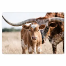 Texas Longhorn - Kalf - Weide - Dieren Placemat vinyl groot -zzsfeer1_Kitchenyeah-website