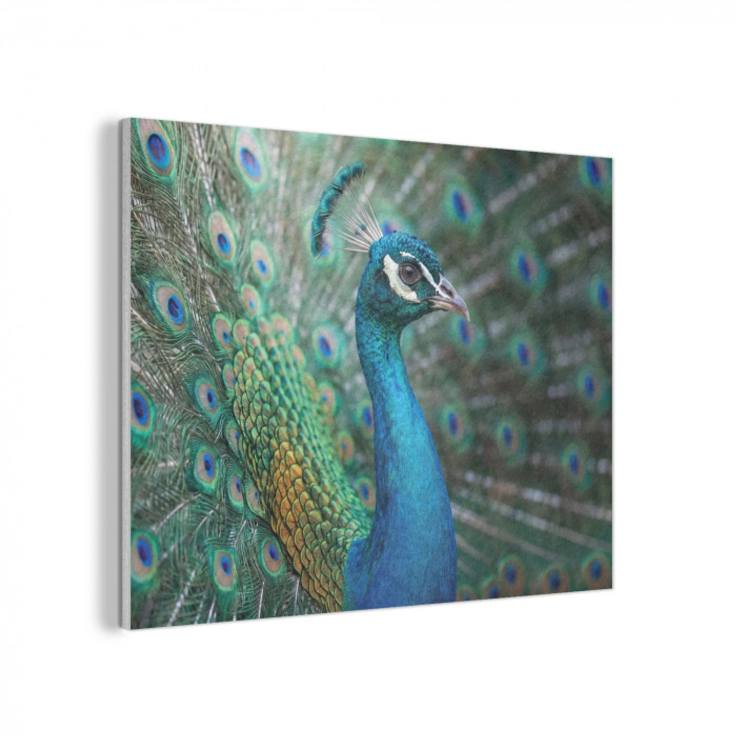 Pauw - Veren - Blauw PET vilt klein -3d