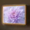 Paars - Dahlia - Dromerig Light Box met batterij (Wandlamp) middel -z3d_website