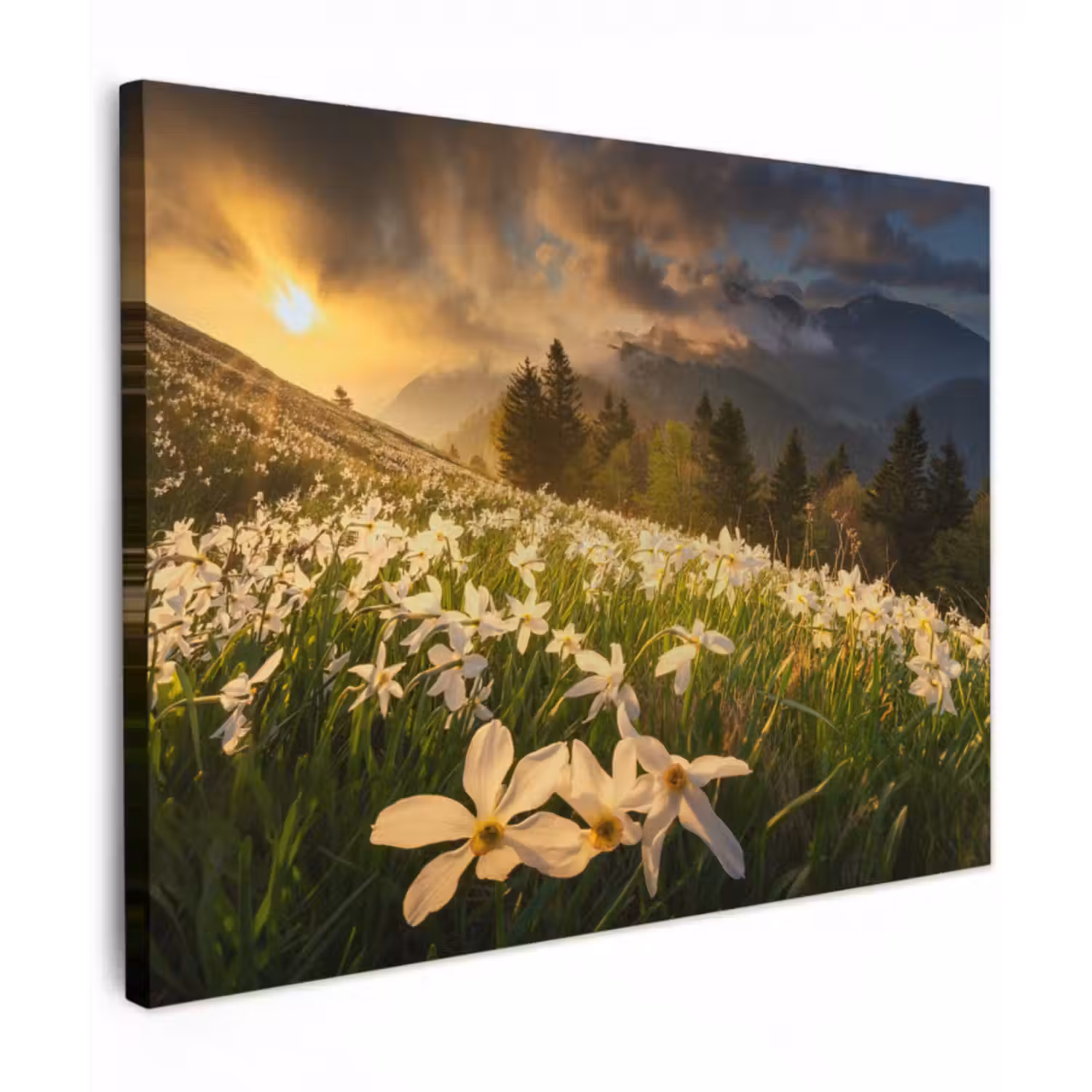 Leinwandbild - Blumenfeld - Hügel - Sonnenuntergang - Berg - Natur - Weiß - Hügel
