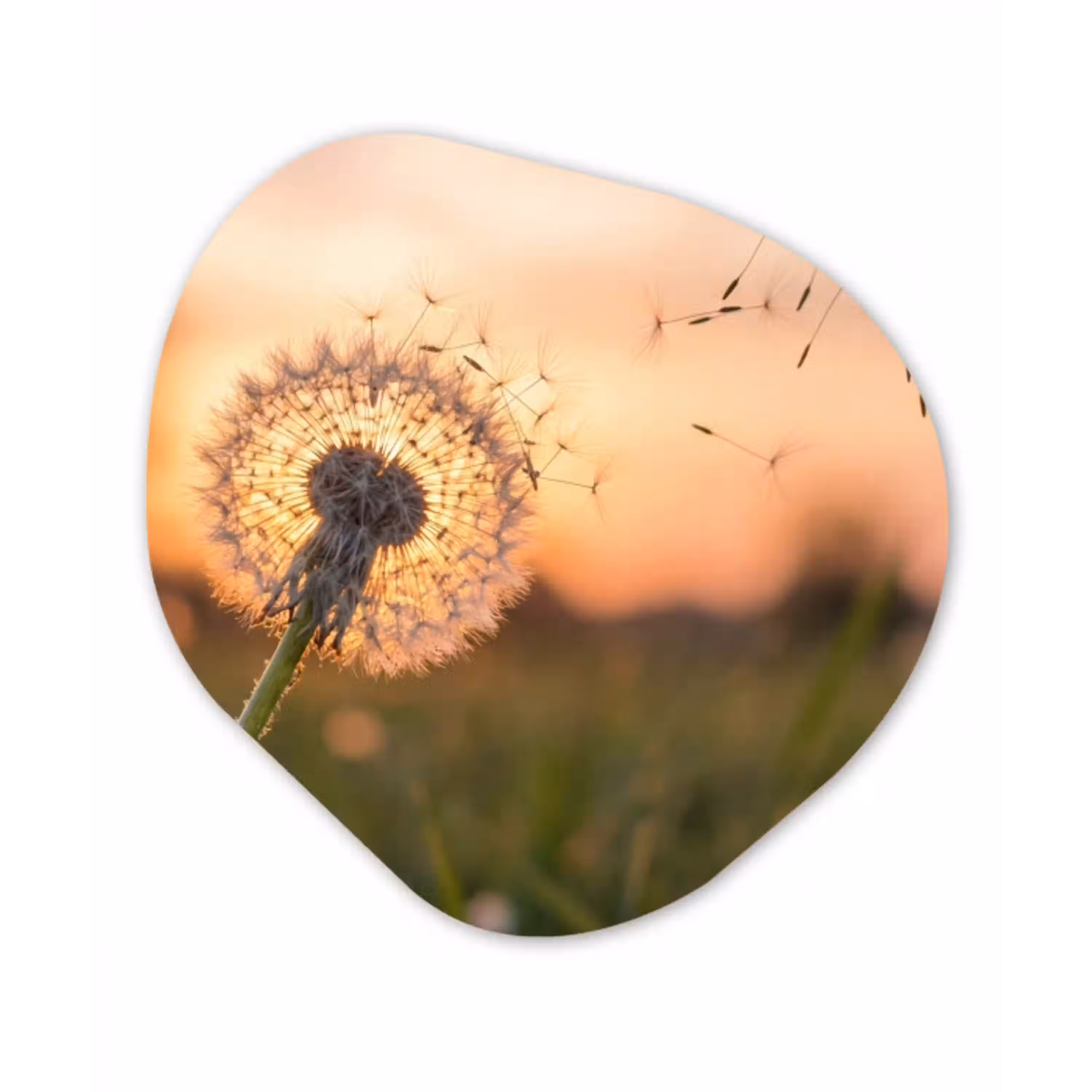 Paardenbloem - Zonsondergang - Veld Wandcirkel Organisch Aluminium middel -3d