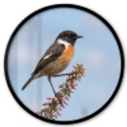 Roodborsttapuit - Heide - Paars - Natuur - Sfeervol Fotolijst rond zonder passe partout klein -3d