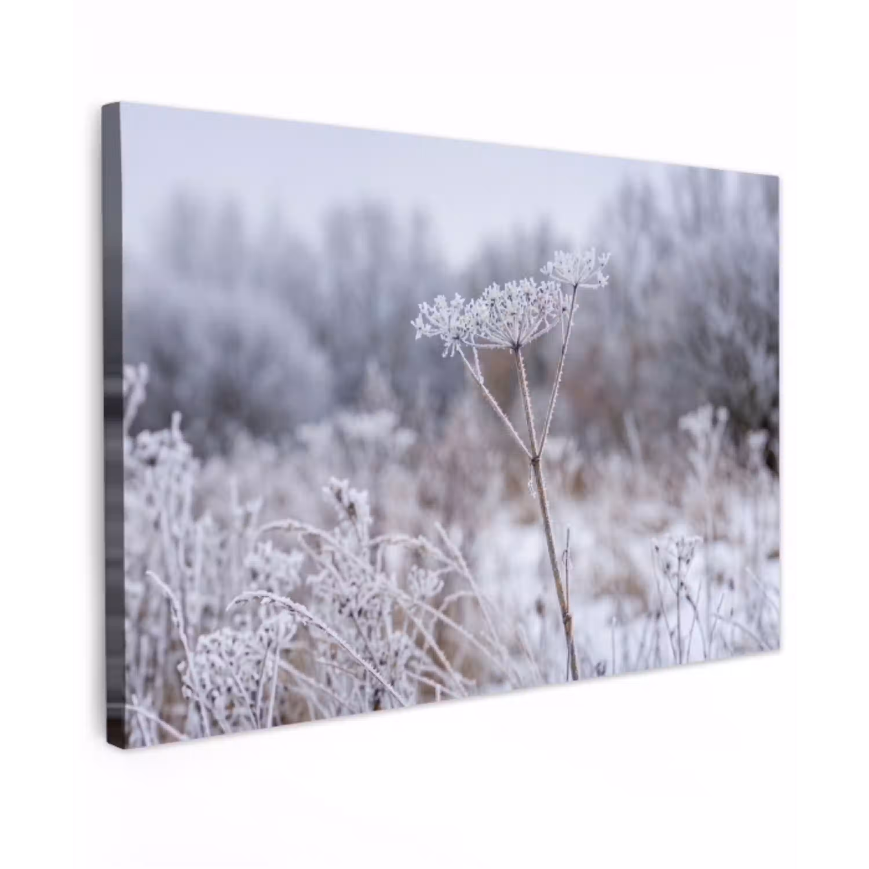 Schermbloem - Rijp - Kristallen - Winter - Delicaat Tuinposter op houten frame 2 cm dik klein -3d