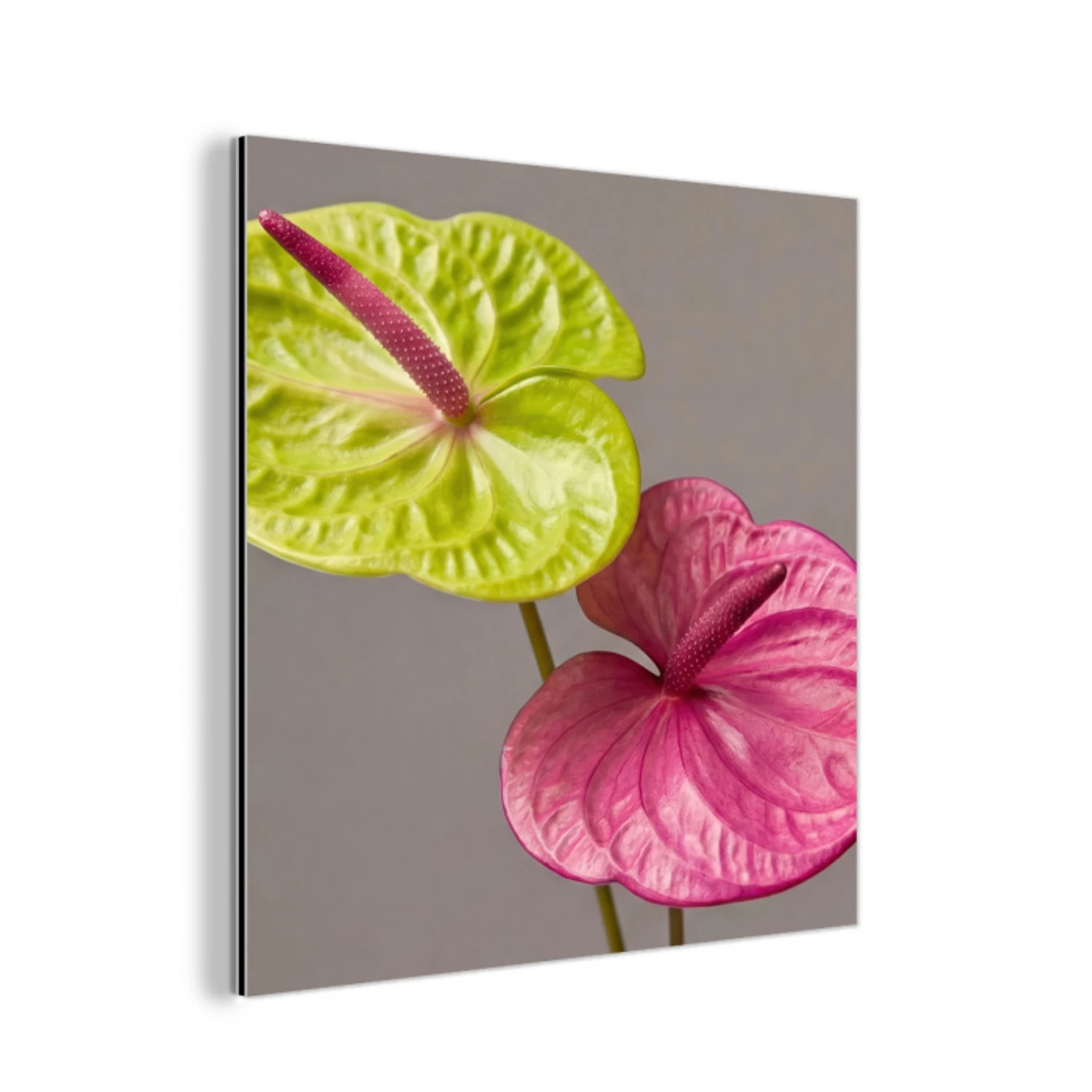 Planten - Anthurium - Groen - Roze aluminium wit klein -3d