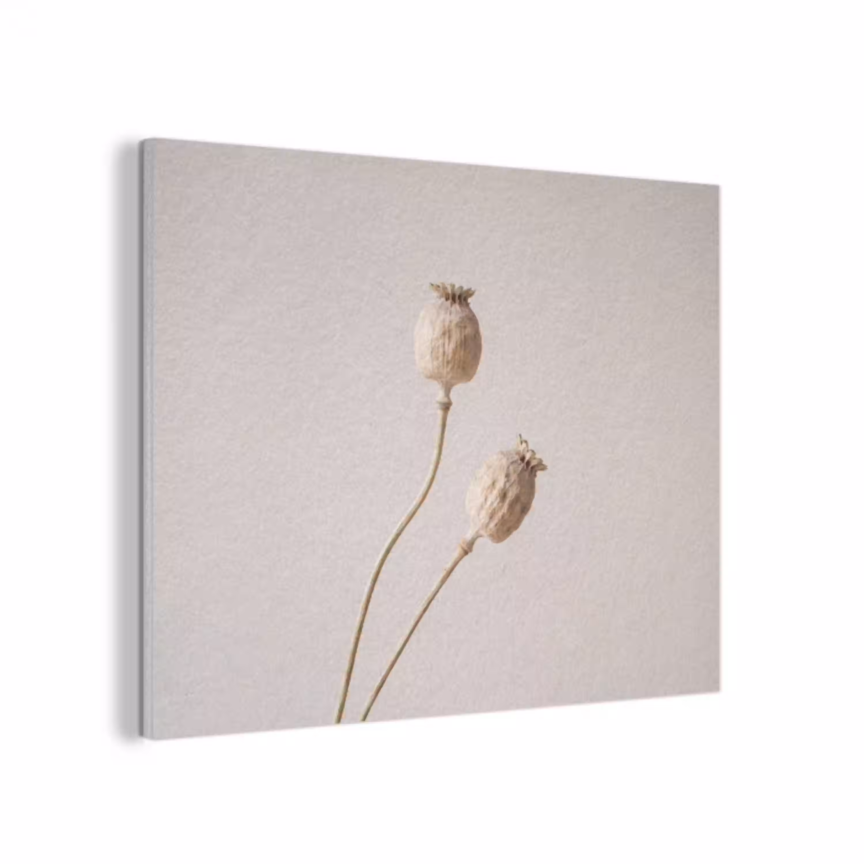Papaverbollen - Droogbloemen - Minimalistisch - Beige - Rustig PET vilt klein -3d
