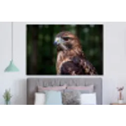 Buizerd - Roofvogel - Natuur - Bruin forex 5mm xxl -slaapkamer