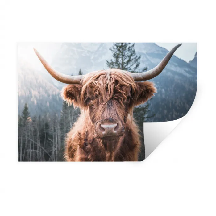 Schotse hooglander - Koe - Dieren - Berg - Natuur Muursticker klein -3d