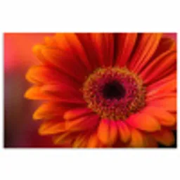 Oranje - Gerbera - Intens poster papier klein -3d