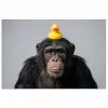 Chimpansee - Badeend - Grijs poster papier klein -3d